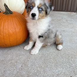 Miniature Australian Shepherd Puppies from Wild Outlaw Aussies