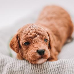 Teal Boy Cavapoo - Apricot male Cavapoo puppy in Mckinney, Texas from Doodles of North Tx