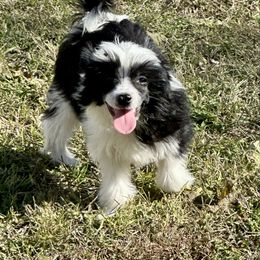 Black with white little girl - Black and white female Chinese Crested puppy in Rockvale, Tennessee from Cosmic Chinese Cresteds & Wind-Echo Poodles