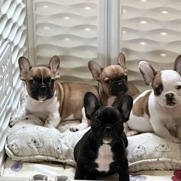 French Bulldog Puppies from Scarlet Sons Frenchies
