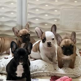 French Bulldog Puppies from Scarlet Sons Frenchies