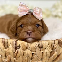 Bernedoodle and Cavapoo Puppies from Apricot Roots Doodles