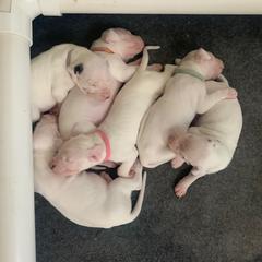 Dogo Argentino Puppies from Bestiarius Kennels