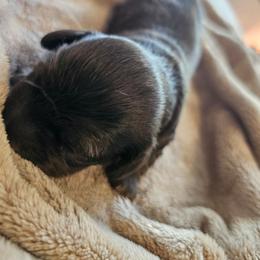 Boy 1 - Brindle male Dachshund puppy in Lebanon, Oregon from Willow Moons Dachshunds