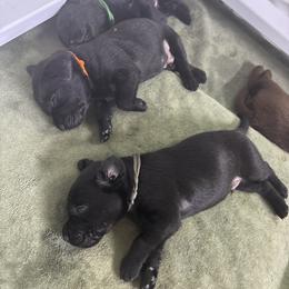 Labrador Retriever Puppies from Dawn's Labrador Retrievers