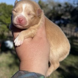 Blitzen - Cream male Pomeranian puppy in Sandia, Texas from Broken Arrow Poms