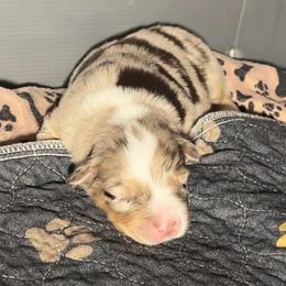 Bud - Red merle male Australian Shepherd puppy in Williston, Florida from Over The Rainbow Aussies