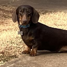 Enos - Dachshund