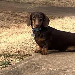 Enos - Dachshund