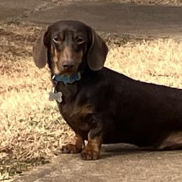 Enos - Dachshund