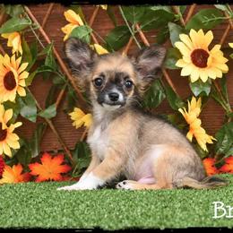 Brooks - Black sabled fawn male Chihuahua puppy in Demorest, Georgia from Sourpatch Chihuahuas