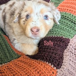 Sally - Red merle female Australian Shepherd puppy in Roy, Utah from Sage House Pups