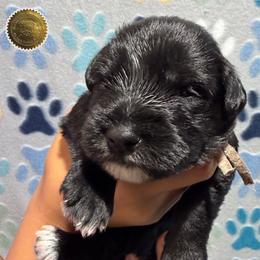 Casey - Black female Miniature Schnauzer puppy in Frankford, Delaware from Miniature Schnauzers of Delmarva