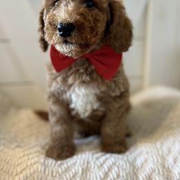 Goldendoodle and Sheepadoodle Puppies from McClelland Doodles