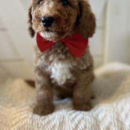 Goldendoodle and Sheepadoodle Puppies from McClelland Doodles