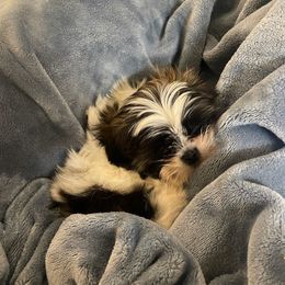 Shih Tzu Puppies from Autumn Breeze Shih Tzus and Friends