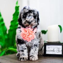 Sheepadoodle Puppies from The Farms Precious Doodles