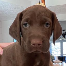 German Shorthaired Pointers from Heather Swallows's German Shorthaired Pointers