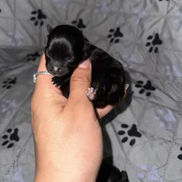 Pepper - Black female Pomeranian puppy in Eagle Pass, Texas from Divine Poms
