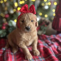 Dancer - Apricot female Goldendoodle puppy in The Woodlands, Texas from Gracie's Goldendoodles and Bernedoodles