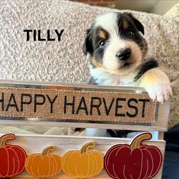 Tilly - Black tri-color female Australian Shepherd puppy in Plympton, Massachusetts from Silverchip Aussies