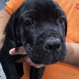 Orange Collar Boy - AKC and ICCF - VxH - Black male Cane Corso puppy in Gorman, Texas from McOmber Country Kennels