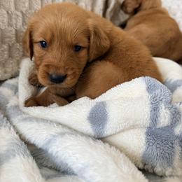 Light Green Boy - Golden male Golden Retriever puppy in Loma Rica, California from BloomingPuppies