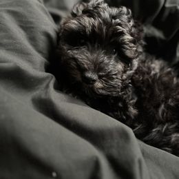 Miniature Schnauzer Puppies from Sugarbaby Kennel