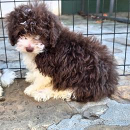 McLaren - Parti male Poodle puppy in Covington, Virginia from A  Gift from above kennel,  LLC