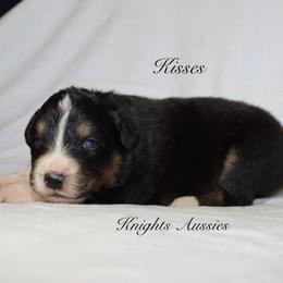 Kisses - Black tri-color female Australian Shepherd puppy in Ceres, California from Knight's Aussies
