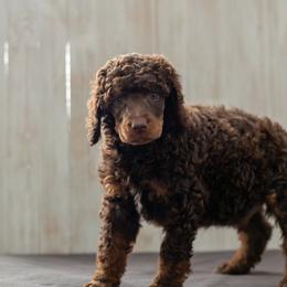 Fudge - Phantom male Poodle puppy in Fairfield, Illinois from Positively Doodles