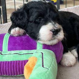 Portuguese Water Dog Puppies from Aguas De Seda PWD