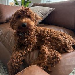 Lulu - Goldendoodle