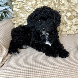 Goldendoodle puppies from Arkie Doodles