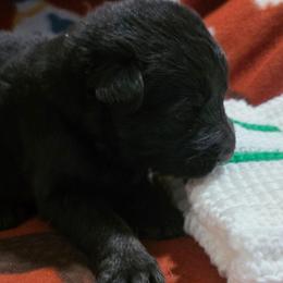 Boy 4 - Bi-color male German Shepherd puppy in Leon, West Virginia from Heart2Heart Kennels