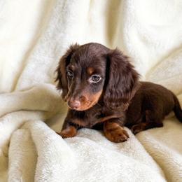 TatorTot - Chocolate male Dachshund puppy in Custer, South Dakota from Black Hills Dachshunds