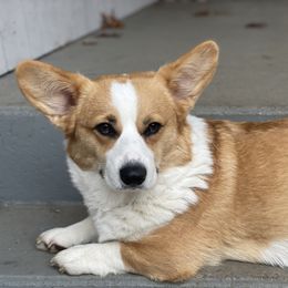 Hazel - Pembroke Welsh Corgi