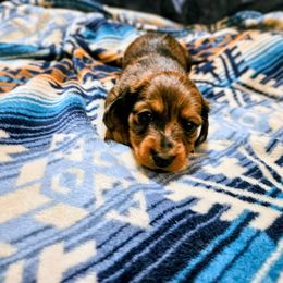 Daisy - Dapple female Dachshund puppy in El Mirage, Arizona from Sunset Dachshunds