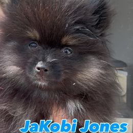 Pomeranian Puppies from Nora’s Pomeranian Newbies