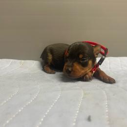 Cosmo - Black and tan male Miniature Pinscher puppy in Lancaster, Missouri from White Stone Ranch
