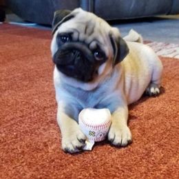 Pug Puppies from Colossal Pugs