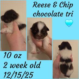 Boy 2 - Chocolate parti male Pomeranian puppy in Creswell, North Carolina from Grace's Poms🐾💕