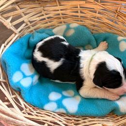 Green - Black and white female Sheepadoodle puppy in Prairie Du Chien, Wisconsin from Hicklin Hollow Ranch