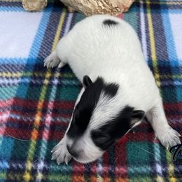 Queen Girl 2 - Blue speckled female Australian Cattle Dog puppy in Monroe, Louisiana from The Sweet Kennels