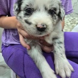 Girly - Blue merle female Miniature Australian Shepherd puppy in Pocahontas, Arkansas from Melissa's Mini Aussies