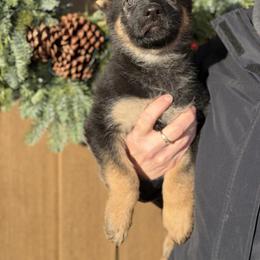 Grey-Ichabod - Black and tan male German Shepherd puppy in Medical Lake, Washington from Nine Realms German Shepherds