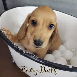 Dachshund Puppies from FleuryDachs