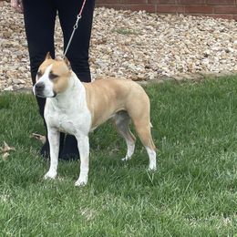 Sprinkles - American Staffordshire Terrier