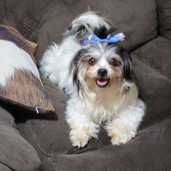 Liberty - Shichon
