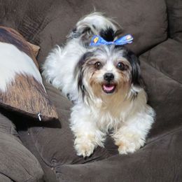Liberty - Shichon